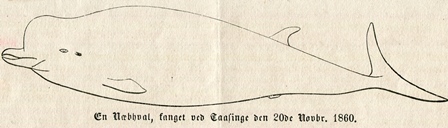 døgling 1860